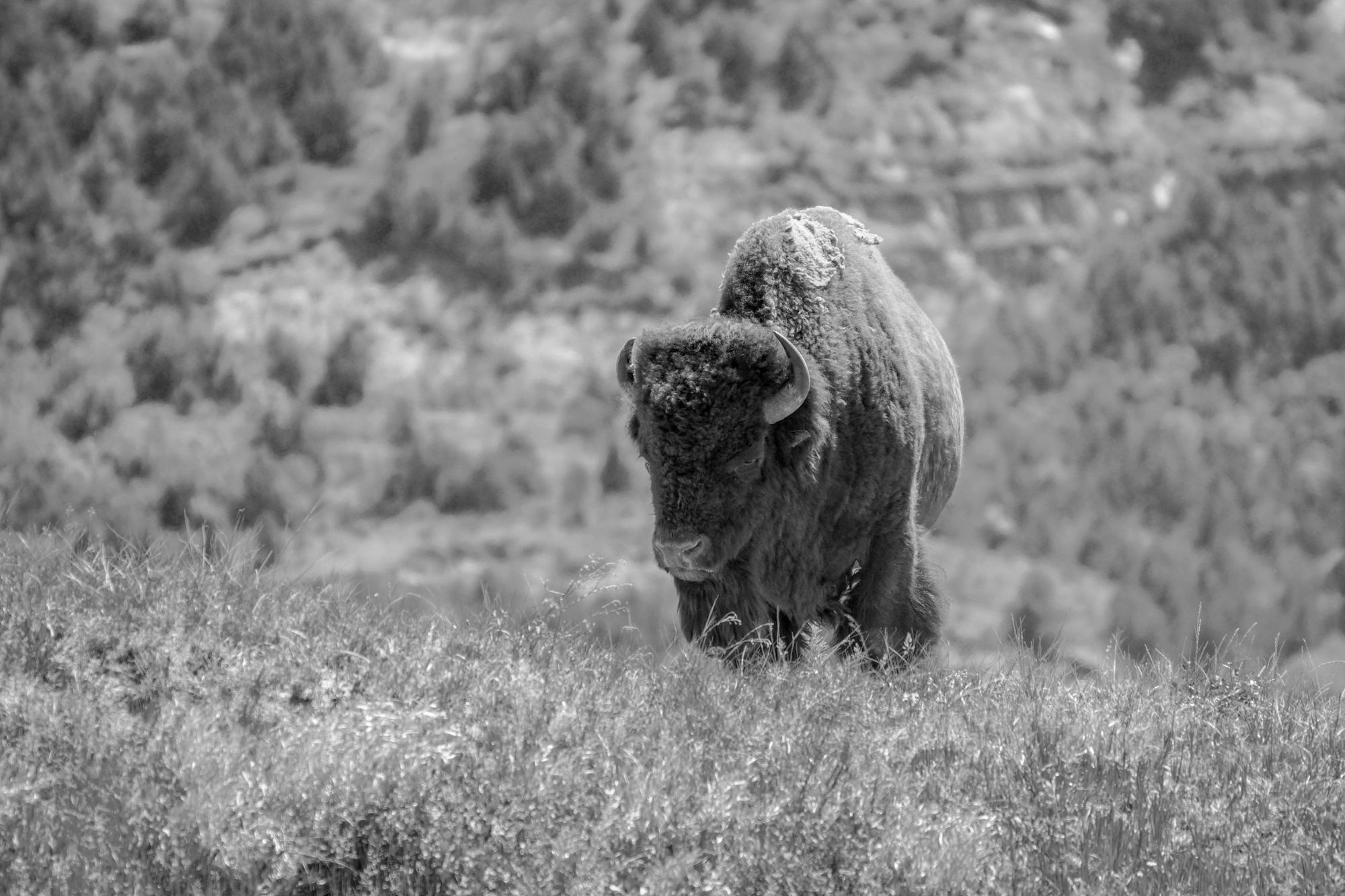 Bison in the North Dakota badlands, in black and white